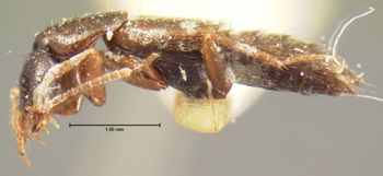Media type: image;   Entomology 7322 Aspect: habitus lateral view